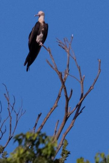鳥兒雄姿
雖然不知這鳥兒是雄或雌性，但站立姿勢正在樹梢尖，武功了得，身體直立。...