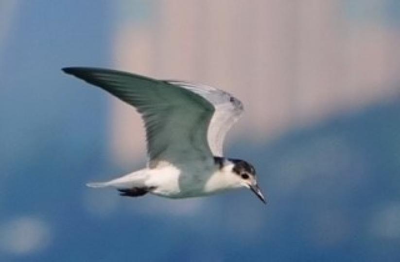 海鷗
海鷗飛翔姿態美妙！...