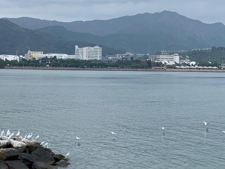 黑臉琵鷺
黑臉琵鷺長而呈匙狀的嘴加上黑色的臉,是這種大型水鳥的標記。在冬季,遊人可見到黑臉琵鷺在濕地公園內的泥灘上用長長的匙狀嘴覓食。黑臉琵鷺是全球瀕危物種,數目十分稀少,需要大家的保護和關注。... 黑臉琵鷺
黑臉琵鷺長而呈匙狀的嘴加上黑色的臉,是這種大型水鳥的標記。在冬季,遊人可見到黑臉琵鷺在濕地公園內的泥灘上用長長的匙狀嘴覓食。黑臉琵鷺是全球瀕危物種,數目十分稀少,需要大家的保護和關注。...