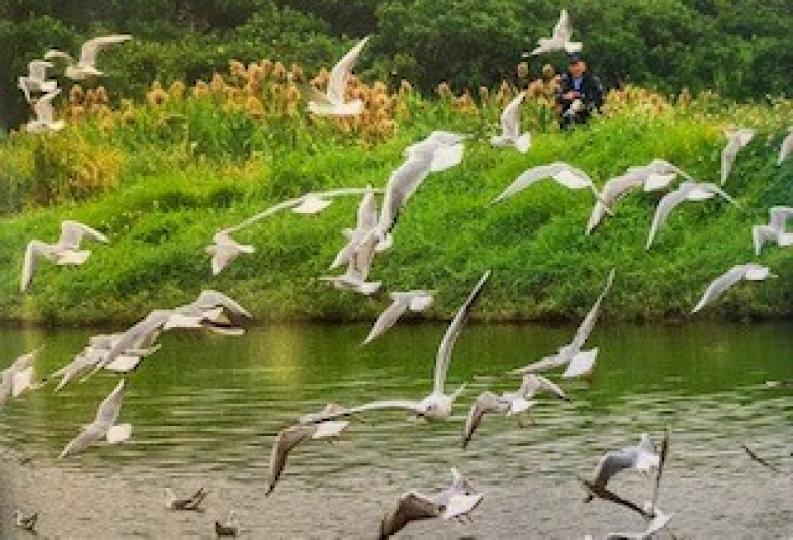 海鷗

香港濕地公園常有海鷗群在飛翔。...