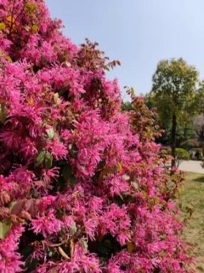 紅花繼木
附近公園種子紅花繼木。這植物要多曬陽光，不需要特別護理，不怕旱也不怕冷。綠葉紅花，相映成趣。...
