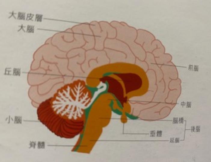 大腦的功用

大腦是分析、綜合外來資訊，作計劃，實行自主運動的器官。...