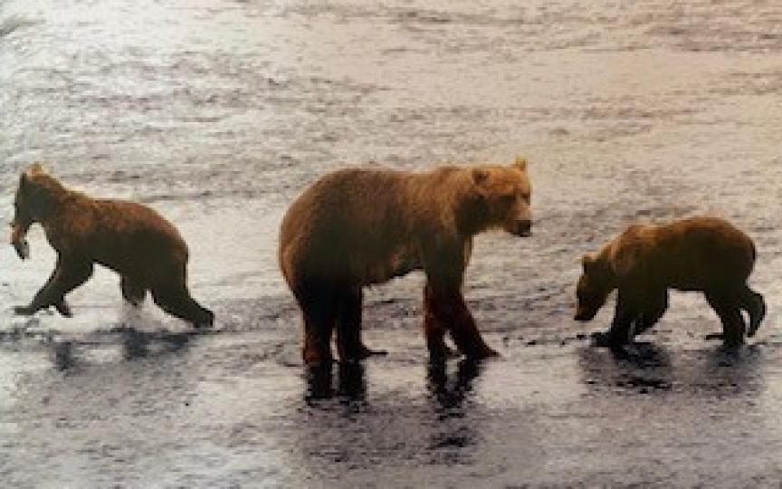 棕熊

生活在阿拉斯加的棕熊若佔全美總量的98%。...