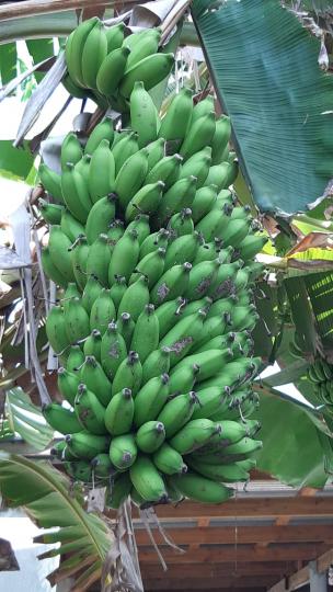 蕉林

朋友家種了很多蕉，他們家有蕉林之稱，所種的蕉長得特別飽滿。...