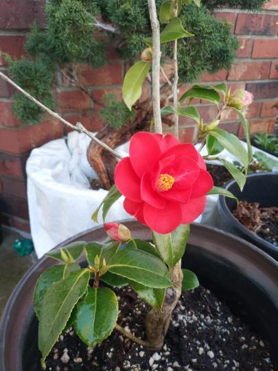 山茶花
茶花的品種極多，是中國傳統的觀賞花卉，「十大名花」中排名第八，亦是世界名貴花木之一。...