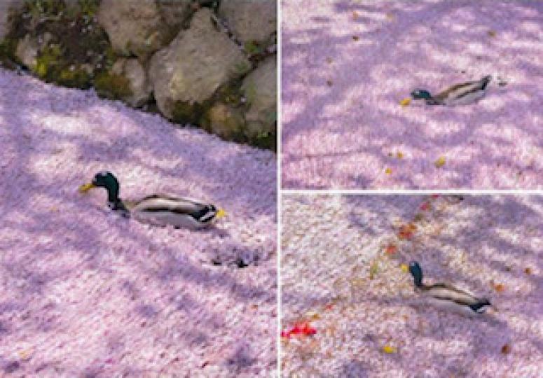花筏

這隻鴨仔在櫻花花湖面游過，看似一張櫻花花瓣地毯。日本人稱這散滿櫻花花瓣在湖面的情景「花筏」，好浪漫啊！...