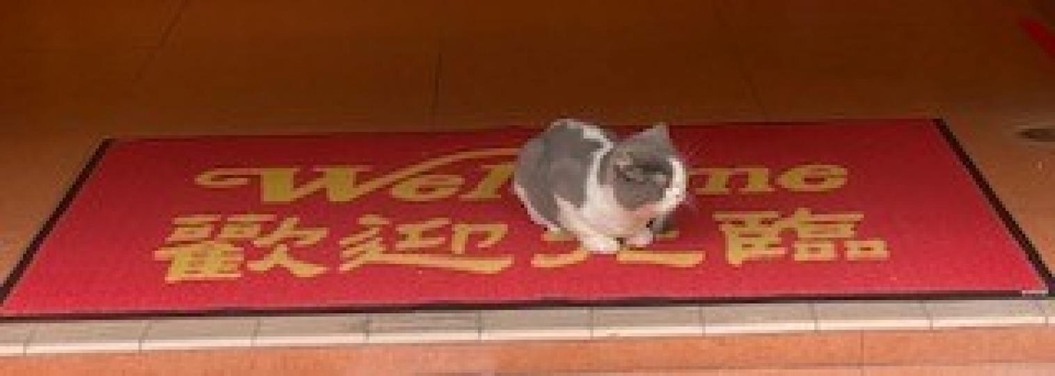 忠心的貓兒
我觀察到這忠心的貓兒天天在店舖前地毯上看守，直止主人起閘開始營業才退回店舖櫃枱下。...