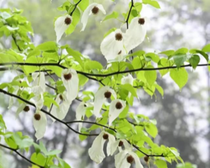 珙桐樹
珙桐樹又稱鴿子樹、鴿子花樹、水梨子,是一種孑遺植物,野生種只生長在中國中部湖北省和雲貴高原北緣秦巴山地等地區。本屬植物只有一種兩品種,兩種相似,只是一品種葉面有毛;另一品種光葉珙桐則葉面無毛。... 珙桐樹
珙桐樹又稱鴿子樹、鴿子花樹、水梨子,是一種孑遺植物,野生種只生長在中國中部湖北省和雲貴高原北緣秦巴山地等地區。本屬植物只有一種兩品種,兩種相似,只是一品種葉面有毛;另一品種光葉珙桐則葉面無毛。...