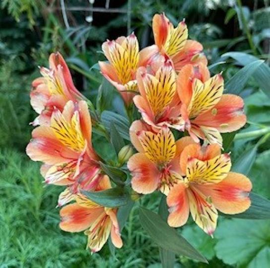 花瓣
我喜歡這花花瓣上有特別的花紋，十分少見。...