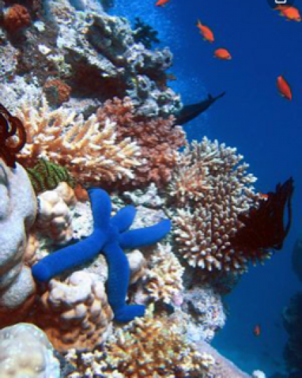 大堡礁
大堡礁位於澳洲，是世界最大最長的珊瑚礁群。...