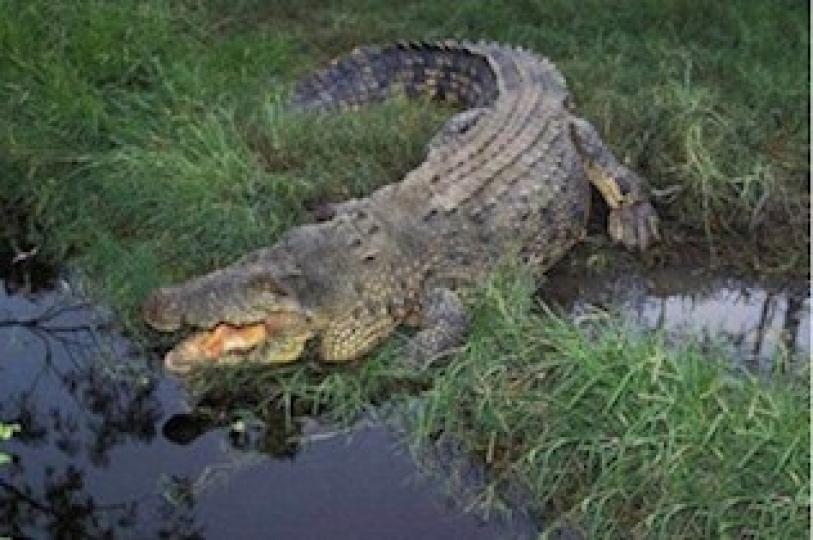 灣鱷

灣鱷是巨型鱷魚，也是世界上最長的鱷魚，通常成年灣鱷長度六七米，最重體重1600千克。它曾經在一次蘭里島戰役中吞食了近千名日本兵，從此灣鱷的名聲就此傳開了，再也沒有人敢到蘭里島過夜。灣鱷生性兇殘...