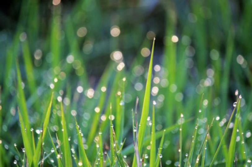 穀雨
今年的4月20日是春天的最後一個節氣是「榖雨」。穀雨代表著寒潮結束、夏日鄰近了。穀雨源自古人「雨生百穀」之說，指雨水增多，有利於穀類農作物的生長。...