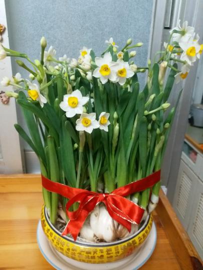 水仙花
這盤水仙花開得合時，是高手之作。...