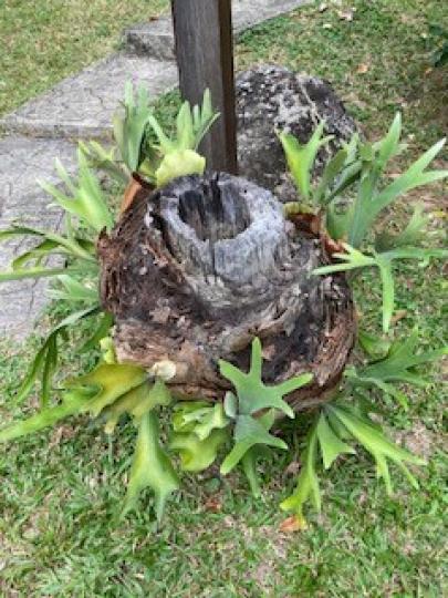 化腐朽為神奇
這棵路旁的大樹已枯死，但周邊還長出綠油油的葉片。...