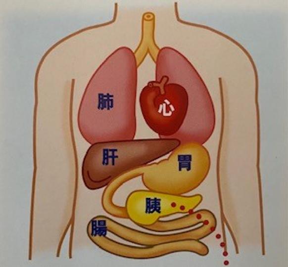 糖尿病

糖尿病是一種慢性疾病，主要成因是胰島素分泌不足，或體內對胰島素產生抗拒。...