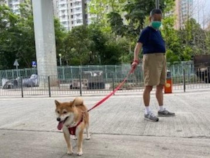 老人與狗
這狗很乖，是伯伯的良伴。牠很溫純，認得伯伯的老友記便停下來打個招呼，十分有禮。...