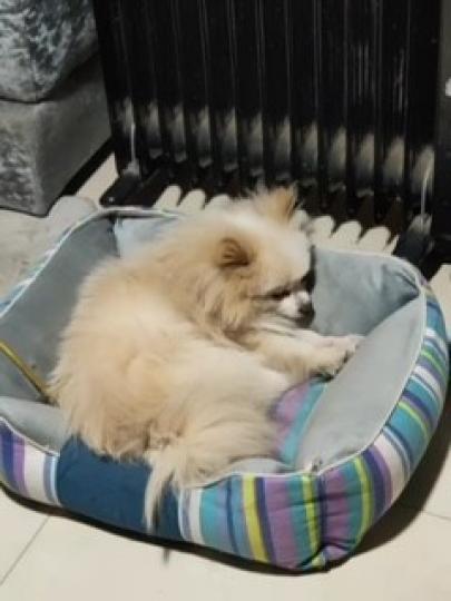 樂樂保暖
小狗怕凍，躲在流動小牀上近著暖爐，很快便睡著了。...