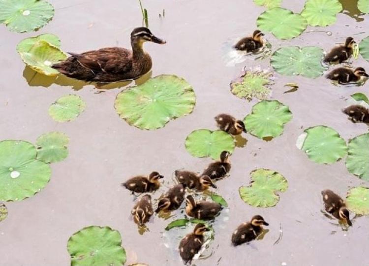 廣西南寧南湖濕地公園

廣西南寧南湖濕地公園內一派生機勃勃的景象，一群剛破殼10天左右的小野鴨，在母鴨的帶領下暢遊湖中，時而來到岸邊覓食，毛茸茸的十分可愛。...