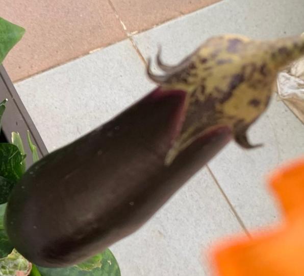 茄子
朋友在家裡成功種植茄子,她一家都認定茄子的營養價值。她説茄子植株開花時期是非常好看的,露台上種上一盆不僅能吃到自己種植的蔬菜,還能讓家裡多出好看的一盆植物。... 茄子
朋友在家裡成功種植茄子,她一家都認定茄子的營養價值。她説茄子植株開花時期是非常好看的,露台上種上一盆不僅能吃到自己種植的蔬菜,還能讓家裡多出好看的一盆植物。...