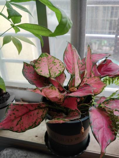 彩葉芋
彩葉芋也叫五彩芋或花葉芋,它是一種熱帶觀葉植物,一般都不開花的,花朵也不好看,一年四季都有好看的斑斕的葉子,它的葉片顏色有很多種,有常見的粉色、紅色、黃色和綠色等,有的葉片上有著各種混合的斑... 彩葉芋
彩葉芋也叫五彩芋或花葉芋,它是一種熱帶觀葉植物,一般都不開花的,花朵也不好看,一年四季都有好看的斑斕的葉子,它的葉片顏色有很多種,有常見的粉色、紅色、黃色和綠色等,有的葉片上有著各種混合的斑...