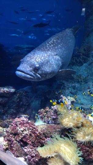 水族館

海洋公園重開後，海洋公園的親子花蓮遊受歡迎，小朋友喜歡看看大大條的魚。...