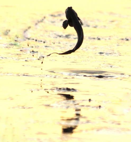 彈塗魚
彈塗魚常出沒於濕地公園紅樹林浮橋兩旁。魚體形較小，身上滿布深色的斑紋。牠們主要捕食昆蟲。...