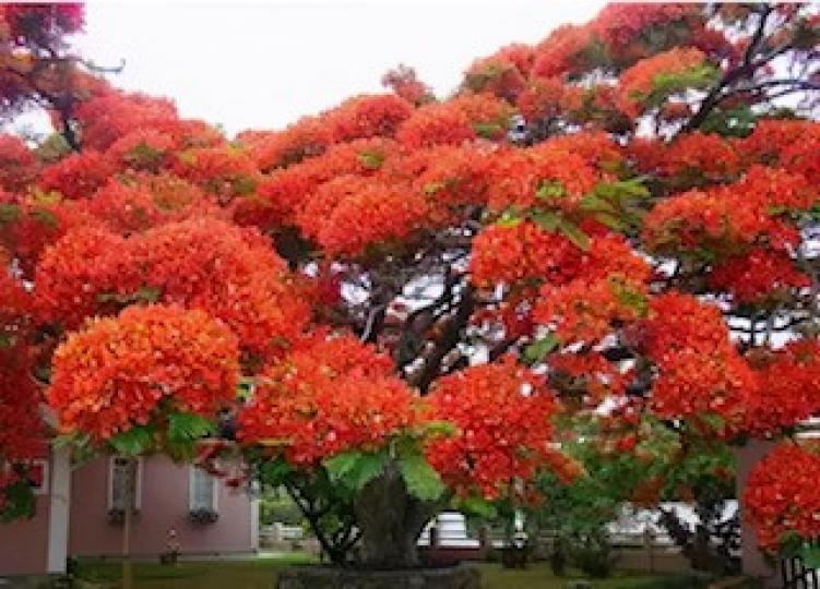 巴西鳳凰木
巴西最些鳳凰木花團錦簇，如霞似火！一簇簇的繁華，像是天邊的朵朵雲霞，怪不得能入選世界最美的17 棵大樹之一。...