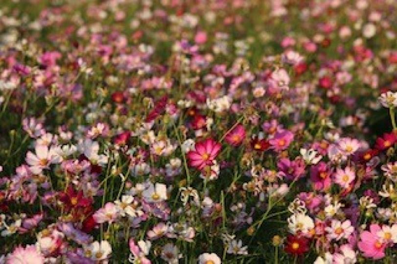花海
錦田鄉村俱樂部的花海很美。...