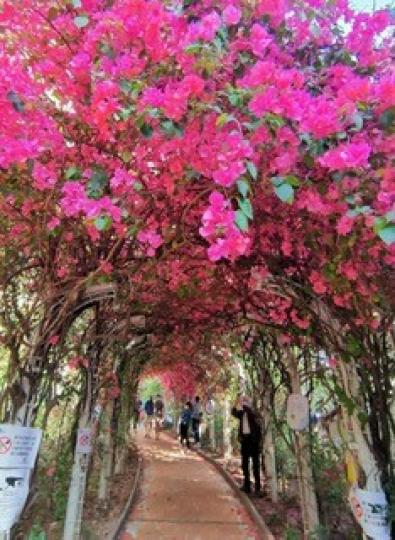 靭杜鵑林

紫紅色靭杜鵑長得很茂盛，好像是一半圓拱形的花林。...