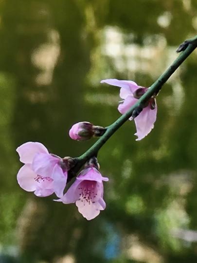 花兒雖然靚，但若沒有好的攝影技術，效果也是徒然。...