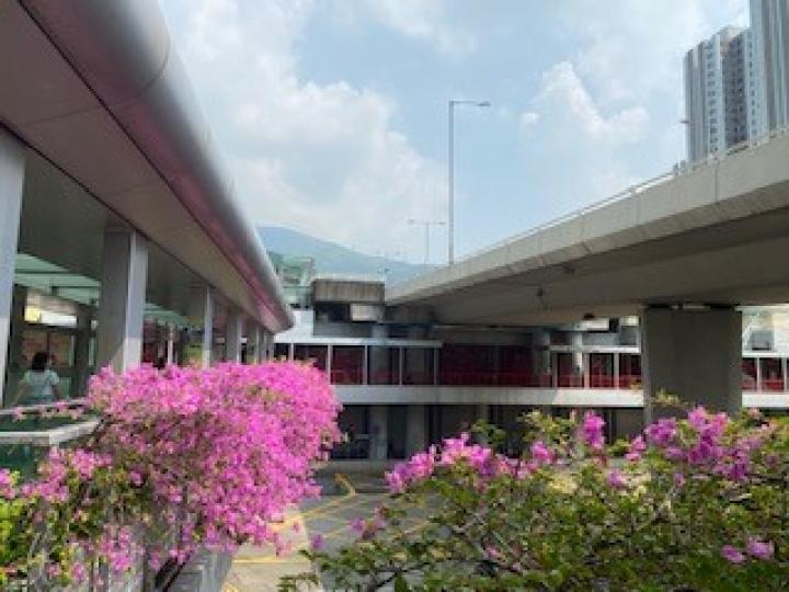 勒杜鵑
從荃灣地鐵站出口向荃灣大會堂方向沿著天橋行，橋旁種滿茂盛紫紅色的勒杜鵑，非常美麗。...