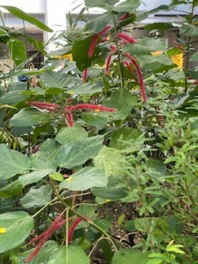 有趣的植物
這花很特別長長幼幼的，可惜我不知它的學名。...