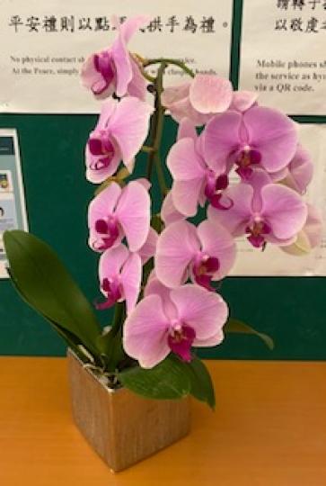 蘭花

我和家人都有買蘭花做賀年花，我的那棵已有一些花凋謝了。教會的這棵雖然已盛開，但沒有任何花朵凋謝！...