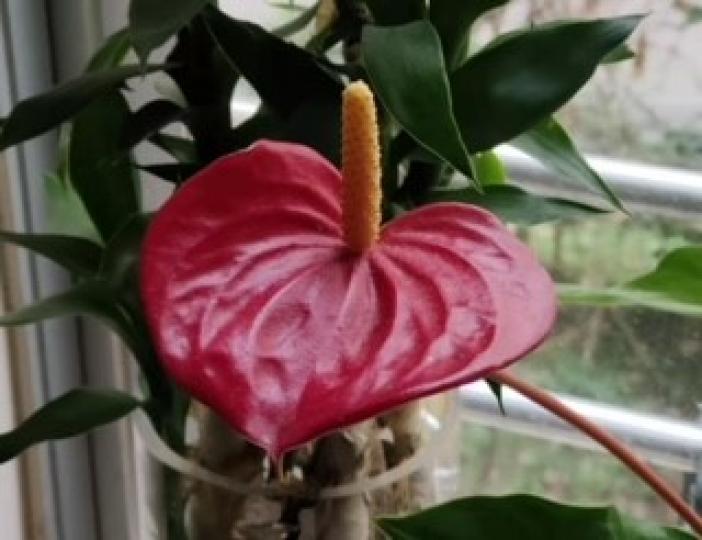 種植家花
哥哥退休後喜歡在窗台種花，今年成功種紅掌，栽花經驗又進一步。...
