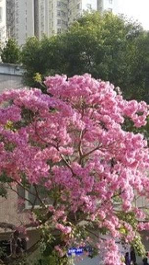 紅花風鈴木
紅花風鈴木,花呈紫色或粉紅色,非常鮮艷,盛開時遠看像櫻花,實質花朵較大,如紅繡球般。可能天氣回暖,紅花風鈴木似提早開花。... 紅花風鈴木
紅花風鈴木,花呈紫色或粉紅色,非常鮮艷,盛開時遠看像櫻花,實質花朵較大,如紅繡球般。可能天氣回暖,紅花風鈴木似提早開花。...