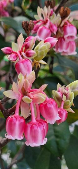 紅吊鐘花
近月郊外公園開得最燦爛的紅吊鐘花是其中之一。...