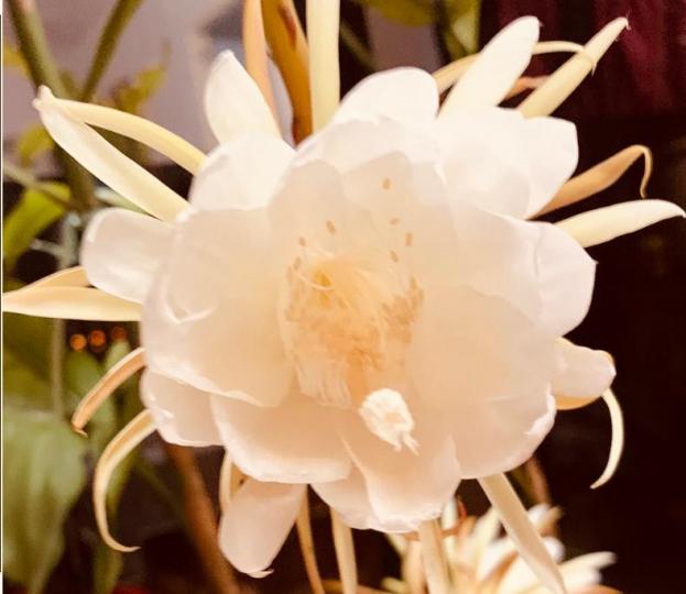 曇花
曇花因花開時芳香四溢、沁人心脾，但時間短暫並在晚上開花，所以許多人認為能看到曇花綻放較難得。...