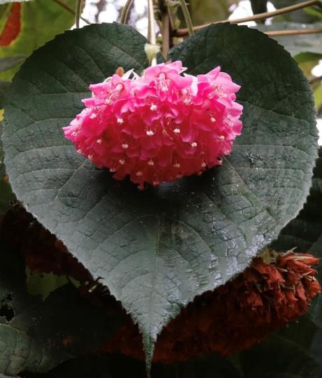 紅花綠葉

紅花在綠葉的襯托下吸引了攝影師拍下佳作。...