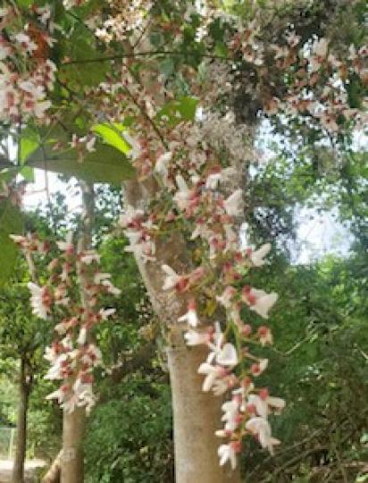 百花魚藤

茘枝窩的百花魚藤開花了，開我眼界了！...