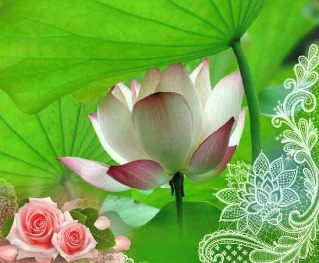 祝福
美麗的花朵人人愛，蓮花代表清廉，玫瑰代表愛，用這兩種花去祝福和欣賞充滿愛和清純廉潔的人最適合不過了。...