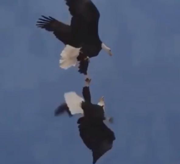 雙鳥齊飛
兩隻鳥兒好像玩技雜技似的，翼牽翼，真有趣。...