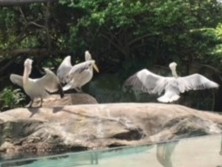 星加坡動物園內除了有大象、長頸鹿、熊貓等，還有不少雀鳥。...