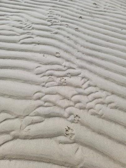 足跡

幼潔的沙灘上，人和狗的足跡可以清楚看得出。...