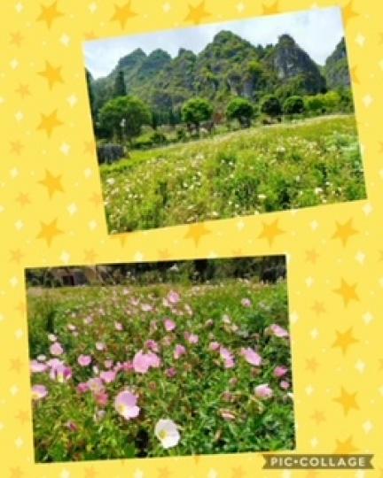 萬峰林
貴州萬峰林是中國最美五大峰林之一。...