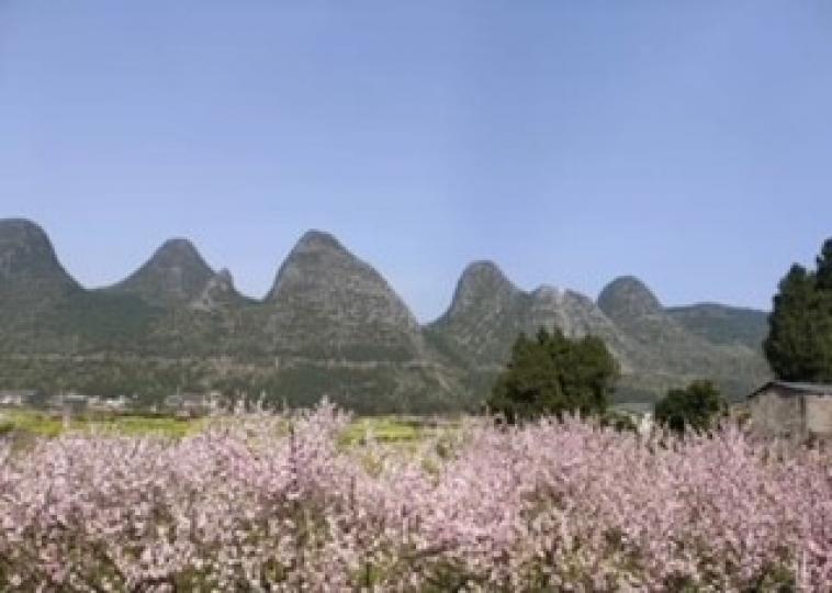 萬峰林

遠看貴州萬峰林高山連綿，前景桃花樹林一片粉紅，景色很美。...