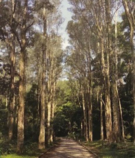 白千層林

城門郊野公園的白千層林空氣清新又幽靜，是行山好去處。...