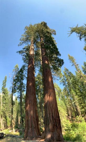 紅杉樹
紅杉樹是世界上最高的針葉樹，亦是世界上長得最高的植物之一，能長到115公尺高，主要分佈於美國加利福尼亞州。...
