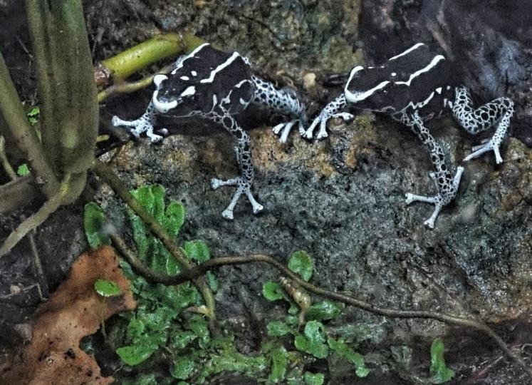 熱帶雨林
海洋公園熱帶雨中有一種約一釐米長的毒箭蛙，不是常見的深綠色。...