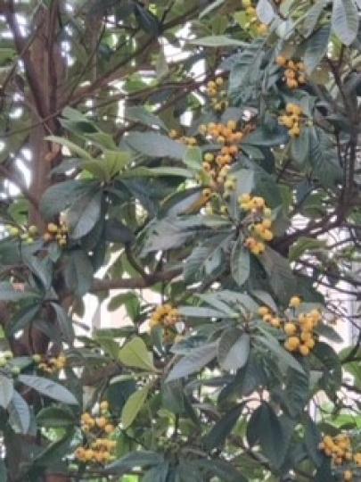枇杷樹
枇杷樹喜愛陽光，耐旱對土壤要求不高，常用於園林觀賞；植物果實枇杷，具有治肺燥咳嗽功效。...