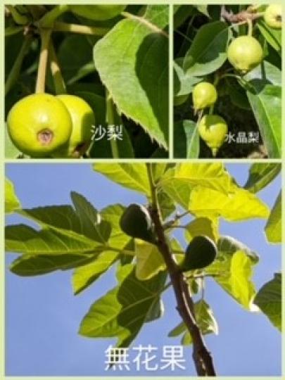 親手種生果
同學昨天越洋把自己親手種的生果拍了照來向所有在港的父親祝賀。...